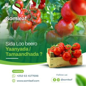 Sida loo beero Yaanyada