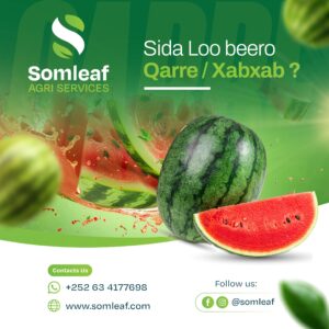 Sida loo beero xabxab/qare