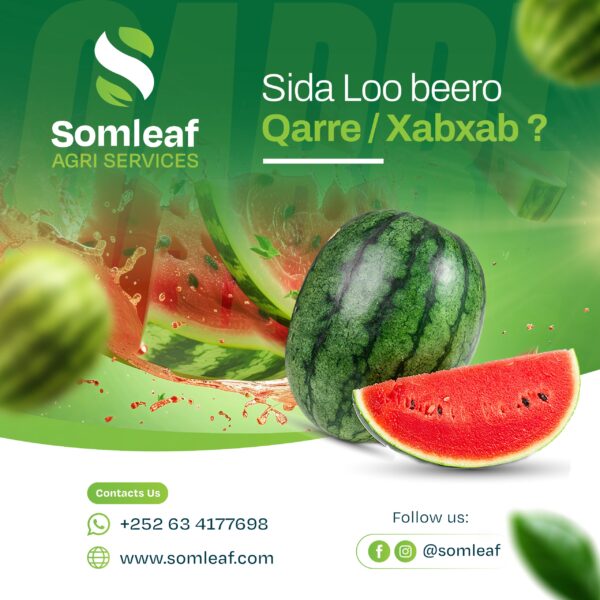 Sida loo beero xabxab/qare