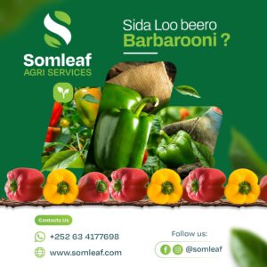 Sida loo beero Barbarooni
