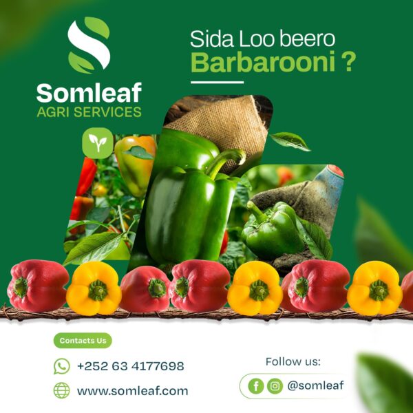 Sida loo beero Barbarooni