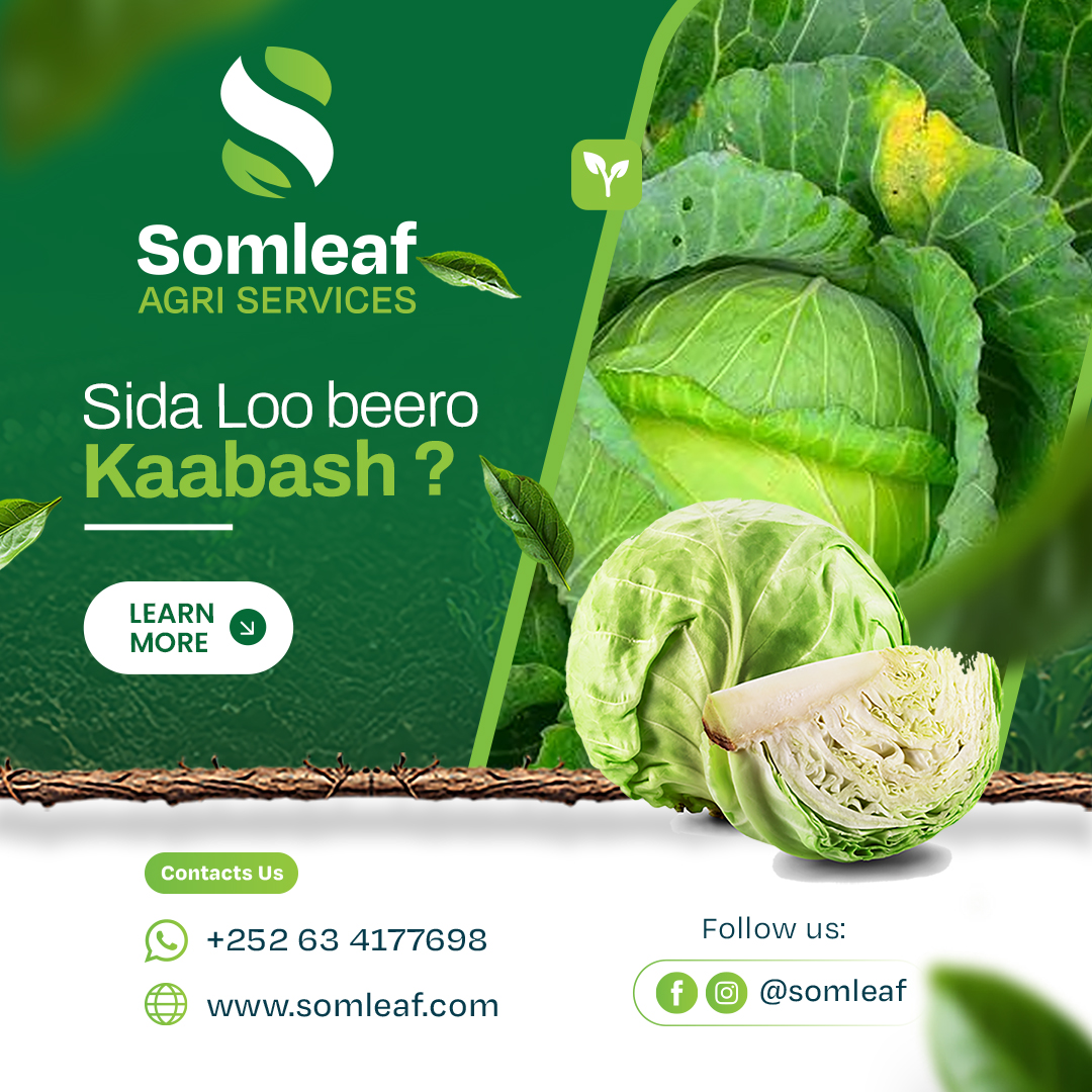 Sida loo beero Kaabash