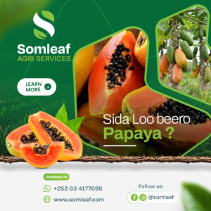 Sida loo beero Papaya