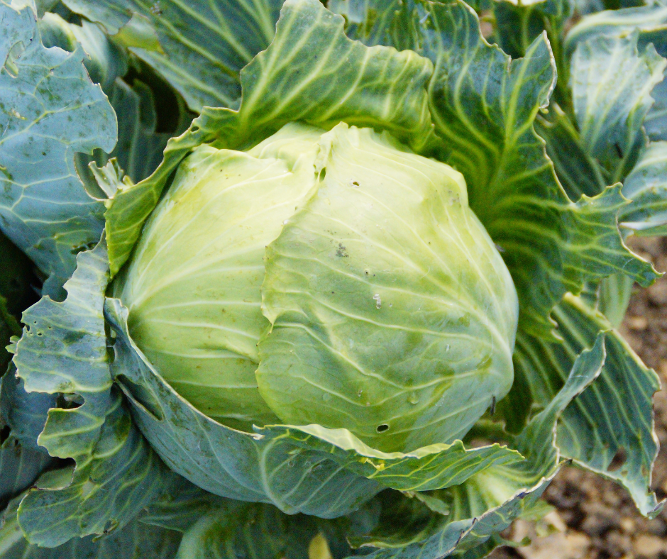 Sida loo beero Kaabash - Image 4