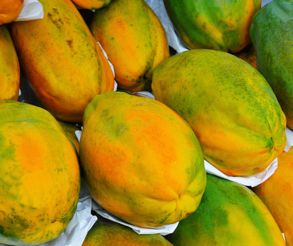 Sida loo beero Papaya - Image 3