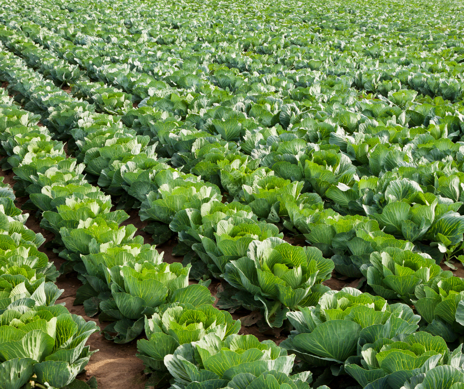 Sida loo beero Kaabash - Image 5