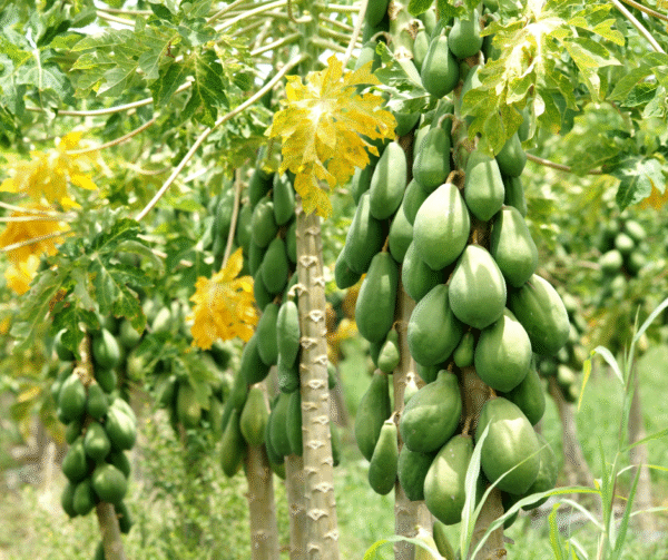 Sida loo beero Papaya - Image 2
