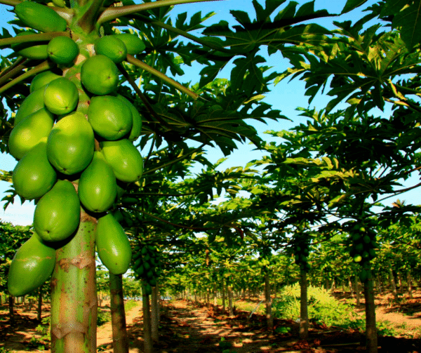 Sida loo beero Papaya - Image 7