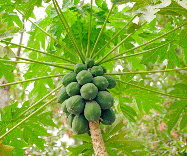 Sida loo beero Papaya - Image 5