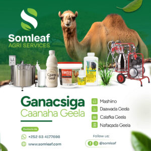 Ganacsiga Caanaha Geela